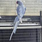 Halsband parkieten, Dieren en Toebehoren, Vogels | Parkieten en Papegaaien, Meerdere dieren, Parkiet, Geringd