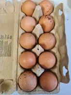 Welsumer broedeieren, Dieren en Toebehoren, Pluimvee, Geslacht onbekend, Kip