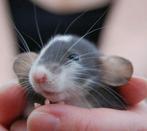 Dumbo ratjes, husky ratten, Siamese rat, Dieren en Toebehoren, Knaagdieren, Juli, Meerdere dieren, Rat