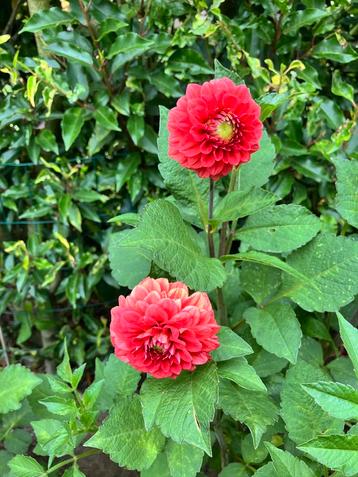 Dahlia knol pompon rood beschikbaar voor biedingen