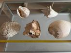 Schelpen groot., Verzamelen, Mineralen en Fossielen, Ophalen of Verzenden, Schelp(en)