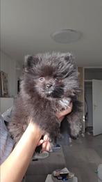 Pomeriaan pup – Goldy (teefje), Dieren en Toebehoren, Keeshond, 8 tot 15 weken, Teef, Eén hond