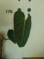 Philodendron glorious stek, Ophalen of Verzenden, Overige soorten, Minder dan 100 cm