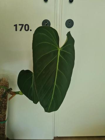 Philodendron glorious stek beschikbaar voor biedingen