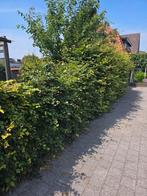 Groenen beukenhaag, Tuin en Terras, Planten | Struiken en Hagen, Ophalen, Beukenhaag, 100 tot 250 cm