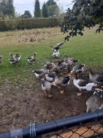 Toulouse ganzen bieden per stuk totaal 19 niet op zondag, Dieren en Toebehoren, Pluimvee