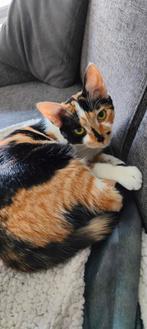 Poes zoekt nieuw baasje, Dieren en Toebehoren, Katten en Kittens | Raskatten | Korthaar, Poes