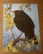 Ansichtkaart merel mannetje vogel, Verzenden, Ongelopen, Vogel
