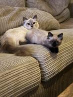 Ragoll kittens te koop, Dieren en Toebehoren, Katten en Kittens | Raskatten | Langhaar, Kater, Gechipt, 0 tot 2 jaar