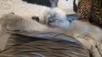 Mogen weg!Raszuivere Ragdoll kittens blue point/creme point!, Dieren en Toebehoren, Katten en Kittens | Raskatten | Langhaar, Meerdere dieren