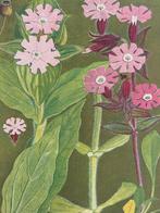 1910 Alpenplantjes Anemonen Sylvestris, Ophalen of Verzenden