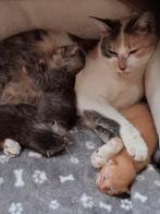 Kittens Europees korthaar, Dieren en Toebehoren, Katten en Kittens | Overige Katten, Meerdere dieren, Kortharig, 0 tot 2 jaar