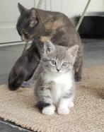 Súper mooie kruising Maine Coon kitten, Dieren en Toebehoren, Poes, Ontwormd, 0 tot 2 jaar