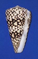 Schelpen, Conus bandanus, Ophalen of Verzenden, Schelp(en)