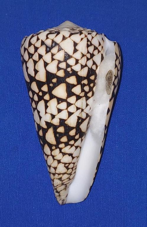 Schelpen, Conus bandanus, Verzamelen, Mineralen en Fossielen, Schelp(en), Ophalen of Verzenden