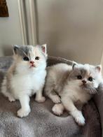 Prachtige Britslanghaar & Britskorthaar kittens met Stamboom, Poes, Gechipt