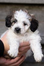 Leuk nestje dwerg poedel x apso pups, Dieren en Toebehoren, Poedel, Parvo, 8 tot 15 weken, Meerdere