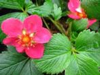 Fragaria lipstick (sieraardbei) d.roze vaste plant, Bodembedekkers, Vaste plant, Ophalen of Verzenden, Halfschaduw