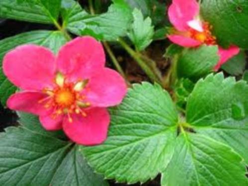 Fragaria lipstick (sieraardbei) d.roze vaste plant, Tuin en Terras, Planten | Tuinplanten, Vaste plant, Bodembedekkers, Halfschaduw