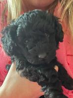 Mooi zwarte toypoedel pup ( klein blijvend) gereserveerd, Dieren en Toebehoren, Poedel, Rabiës (hondsdolheid), Reu, 8 tot 15 weken