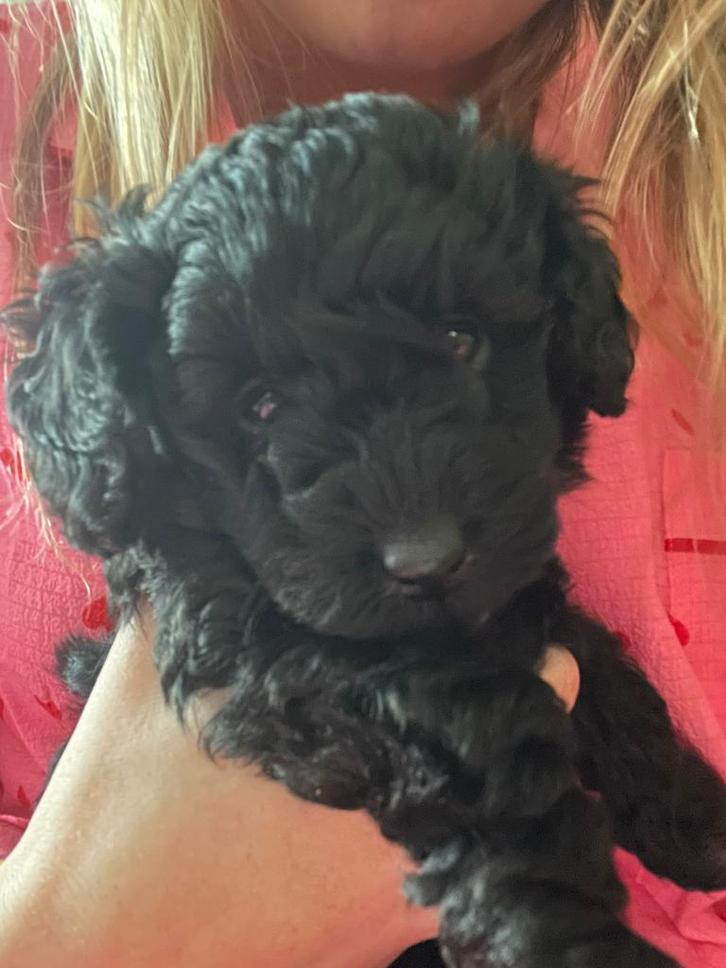 Mooi zwarte toypoedel pup ( klein blijvend) gereserveerd, Dieren en Toebehoren, Honden | Chihuahua's en Gezelschapshonden, Reu