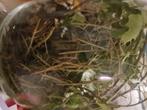 Wandelende takken, Dieren en Toebehoren, Insecten en Spinnen, Wandelende tak