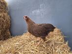 Wyandotte kriel hennetjes, Dieren en Toebehoren, Pluimvee, Vrouwelijk, Kip