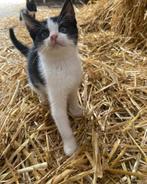 2 prachtige kittens, kunnen per direct mee!, Dieren en Toebehoren, Meerdere dieren, Kortharig, 0 tot 2 jaar