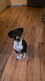 Luna ( Pup ), Dieren en Toebehoren, 15 weken tot 1 jaar, CDV (hondenziekte), Teef, Eén hond
