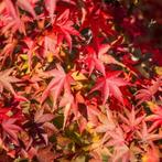 •	Acers – japanse esdoorn, Ophalen of Verzenden, Bloeit niet, In pot, Halfschaduw