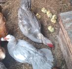Muskuseenden, Dieren en Toebehoren, Pluimvee, Meerdere dieren, Kip