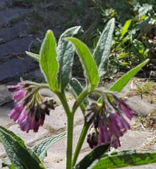 Tuin = Plant MJ = Russische smeerwortel - Symphytum - M, Tuin en Terras, Planten | Tuinplanten, Ophalen