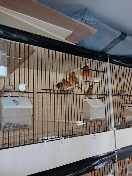 Kruising kapoetsensijs, Dieren en Toebehoren, Vogels | Overige Vogels, Mannelijk, Geringd