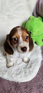 Langharige dwergteckel dwerg teckel langhaar pups, 8 tot 15 weken, Dwerg, Langhaar, Meerdere