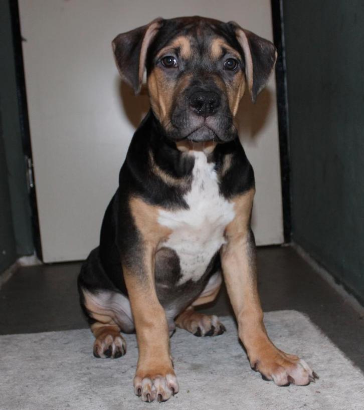American Bully XL (Puppy), Dieren en Toebehoren, Honden | Bulldogs, Pinschers en Molossers, Meerdere dieren, Overige rassen, Particulier
