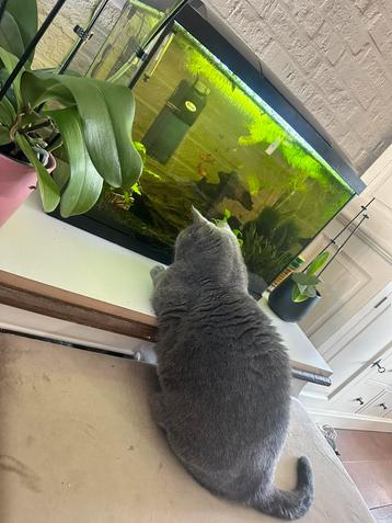 Compleet aquarium verwarmt 70 liter beschikbaar voor biedingen
