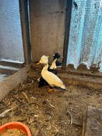 loopeenden, Dieren en Toebehoren, Pluimvee, Mannelijk, Eend