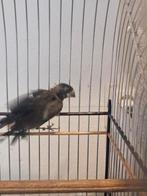Twatwa tigri man geringd ophalen rotterdam, Dieren en Toebehoren, Vogels | Overige Vogels, Mannelijk, Geringd