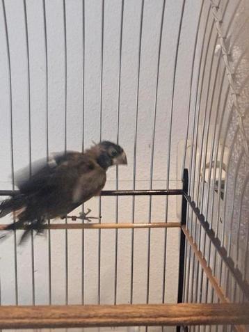 Twatwa tigri man geringd ophalen rotterdam beschikbaar voor biedingen