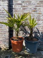2 leuke winterharde palmbomen in pot aangeboden!!, Tuin en Terras, Planten | Bomen, In pot, Minder dan 100 cm, Zomer, Volle zon