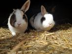 Huisje gezocht voor koppels uit de opvang, Dieren en Toebehoren, Konijnen, Meerdere dieren, Dwerg