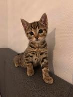 2 lieve poezen zoeken een nieuwe warme huisje., Poes