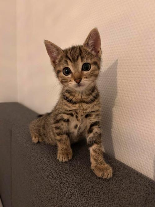 2 lieve poezen zoeken een nieuwe warme huisje., Dieren en Toebehoren, Katten en Kittens | Overige Katten, Poes