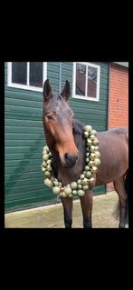 Allround sportpaard van Zirkonium (Tenerife VDL) x Omnistar, Dieren en Toebehoren, Paarden, Merrie, Springpaard, B, Gechipt