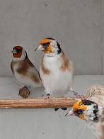 Majoorputters, Dieren en Toebehoren, Vogels | Overige Vogels, Mannelijk, Wildzangvogel, Geringd