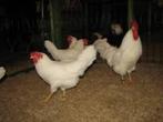 WITTE Leghorn kippen., Vrouwelijk, Kip