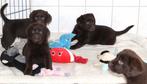 Nova scotia duck tolling retriever x labrador pups, Dieren en Toebehoren, Honden | Retrievers, Spaniëls en Waterhonden, Nederland