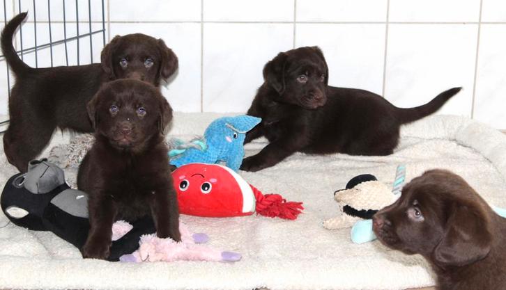 Nova scotia duck tolling retriever x labrador pups, Dieren en Toebehoren, Honden | Retrievers, Spaniëls en Waterhonden, Meerdere dieren
