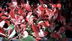 10 Photinia fraseri 'Little Red Robin'  glansmispels 75 euro