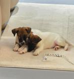 Puppies !, Overige rassen, 8 tot 15 weken, Meerdere, Meerdere dieren